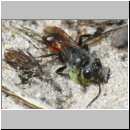 Astata sp - Grabwespe 01c 8mm mit Wanzenlarve - Sandgrube Niedringhaussee.jpg